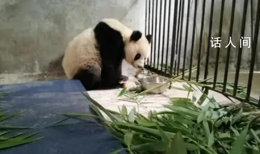野生大熊貓進村被救 疑似有肝臟損傷