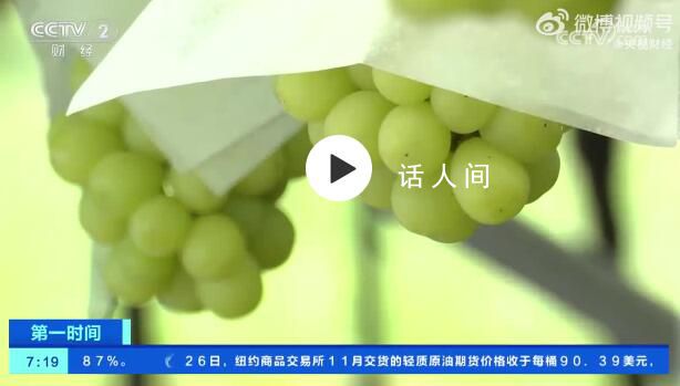 日本陽(yáng)光玫瑰出口量大跌 目前一串500克左右的陽(yáng)光玫瑰葡萄售價(jià)約為600日元