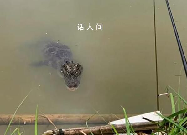 女子垂釣遇鱷魚 淡定拍視頻