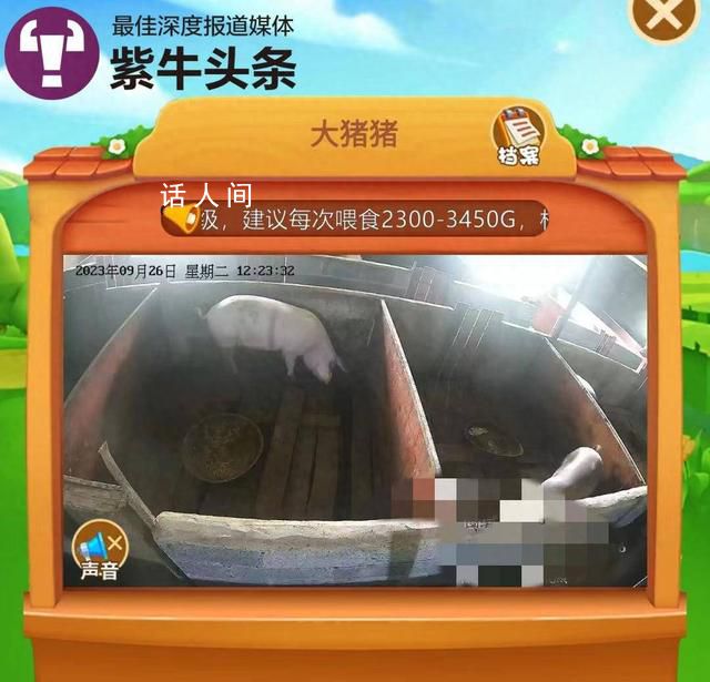 女子花8000元網(wǎng)上“云養(yǎng)”一頭豬 將要屠宰時(shí)預(yù)約產(chǎn)生糾紛