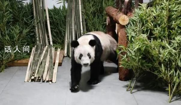 旅美大熊貓或將全部返回中國 外交部回應