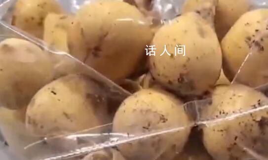 女子水果里藏49只昆蟲入境被查 截獲的螞蟻品種為雜色弓背蟻平和弓背蟻