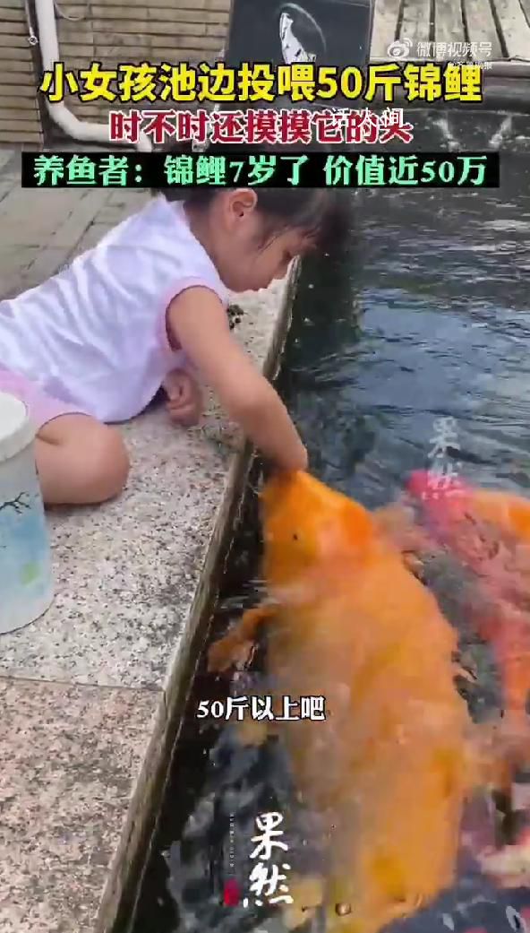 5歲女孩池邊喂50斤胖錦鯉 小月餅是用飼料做成的