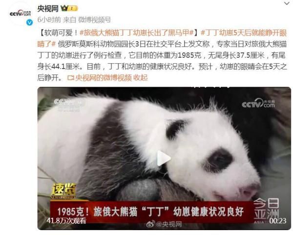 旅俄大熊貓丁丁幼崽長(zhǎng)出了黑馬甲 預(yù)計(jì)幼崽的眼睛會(huì)在5天之后睜開(kāi)