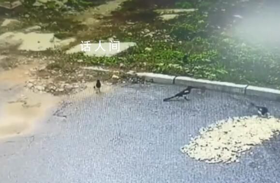 男子曬花生10分鐘被鳥吃光 當時并沒有其它人出現