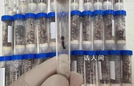 海關(guān)截獲1.3萬(wàn)余只德州芭切葉蟻 屬外來(lái)物種