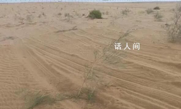 沙漠上萬(wàn)棵治沙植物被越野車碾軋 車輛沖斷圍欄闖入