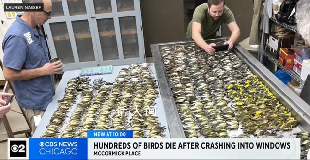 近千只鳥集體撞向一棟大樓后死亡 有大量鳥類在此遷徙