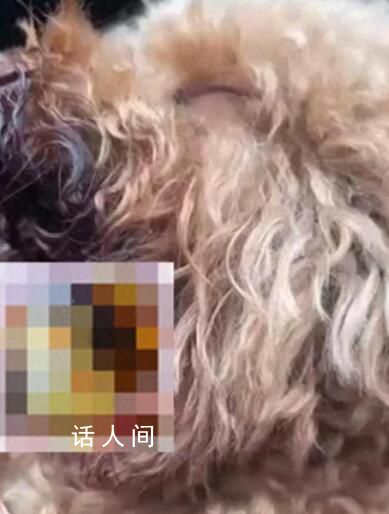11歲女孩將狗偷走掰斷其牙齒舌頭 經(jīng)常偷東西很多商家報(bào)過警