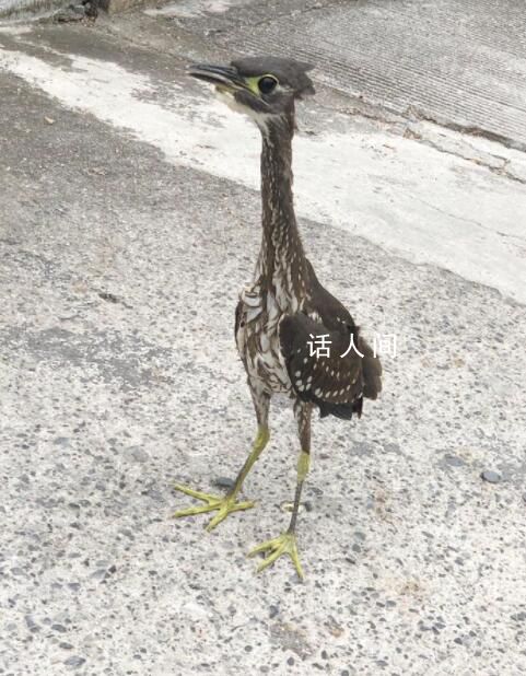 廣西驚現稀有鳥類海南虎斑鳽 全球最瀕危鳥類之一