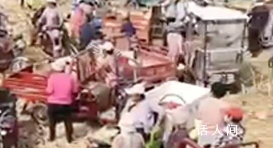 河南一玉米種植地被500多人哄搶 即便特警來(lái)了也只能維持秩序