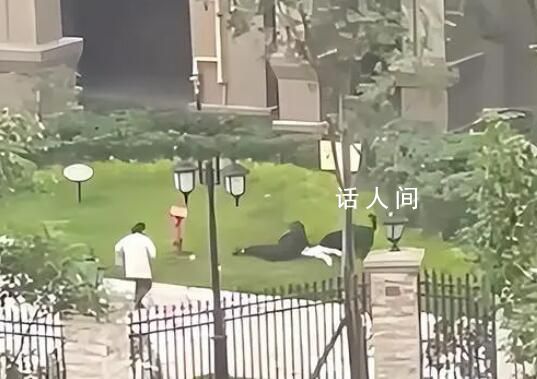 成都2歲女童遭烈犬撕咬入院治療 大人為保護孩子也被狗撕咬