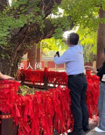 景區回應男子掐掉千年銀杏樹葉 不允許銀杏樹是鎮縣之寶抓到會被罰款