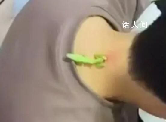 螳螂“大夫”為男子醫治脖后瘊子 20分鐘后螳螂將瘊子吃得干干凈凈