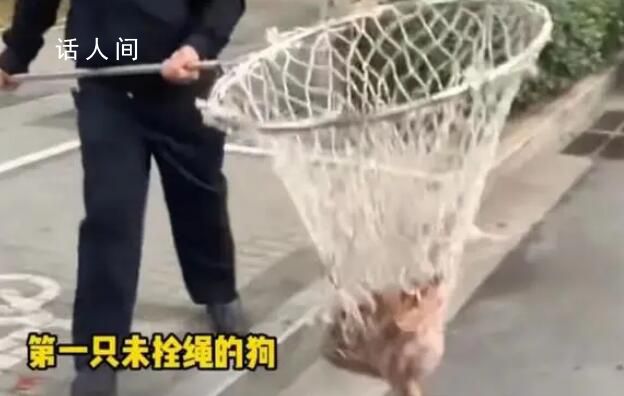 河南鄭州嚴查未拴繩犬只 執法人員：出了家門就屬于公共區域