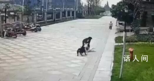 成都咬傷女童的羅威納犬被捕獲 受傷女童被轉至華西醫院接受進一步治療