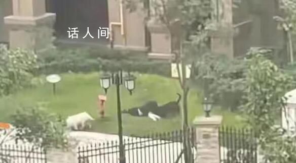 撕咬女童惡犬主人被采取刑事措施 已初步查明違法事實(shí)