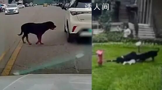 醫生談被狗咬傷女童傷勢:不忍直視