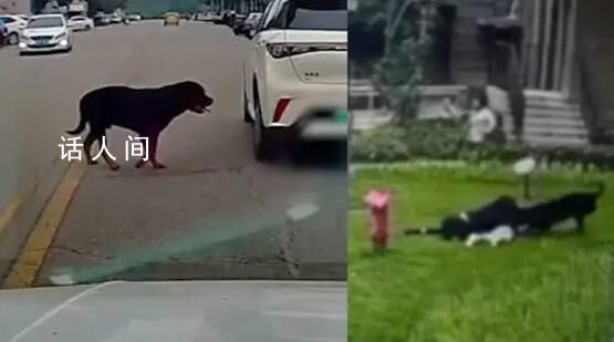 咬傷女童烈犬不在當?shù)亟B(yǎng)犬名單中 女童母親：將追究小區(qū)物業(yè)和犬主責任