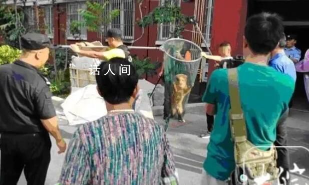 合肥:寵物狗出門不拴繩一律捕捉