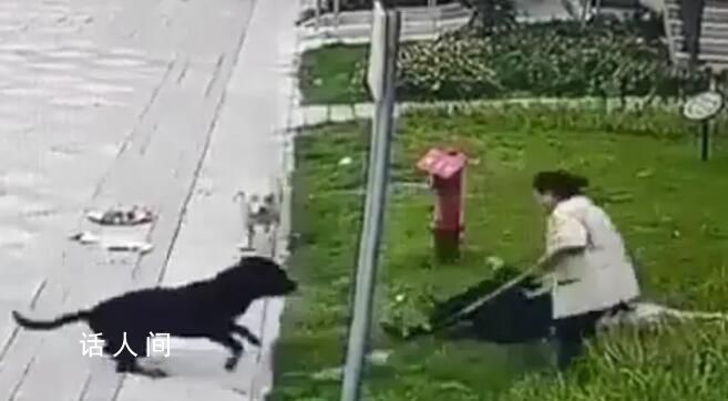 中國最大羅威納犬舍遭網友攻擊 賣了十多年沒一只咬人