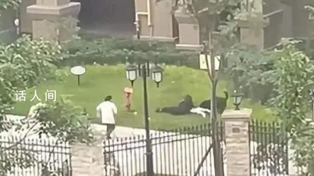 大狗撕咬女童 訓犬師:或為應激反應