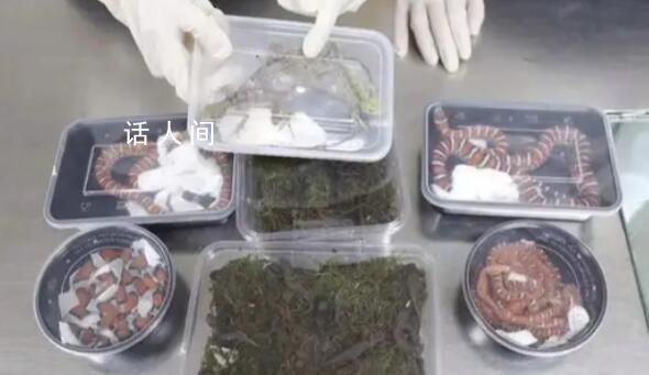 男子攜40條蠑螈8條蛇3只蜥蜴入境 已移交海關(guān)后續(xù)處置部門處理