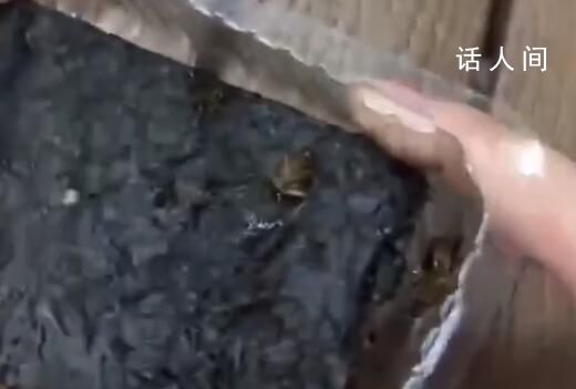 山姆被曝所售海苔中有蟑螂 回應：已經下架了該批次的商品