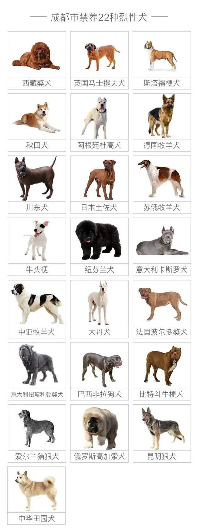 成都回應(yīng)是否禁養(yǎng)羅威納犬 正在討論