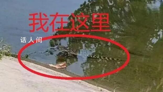 河里驚現鱷魚 北京警方回應