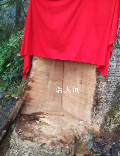 盜割貴州2600年古楠木 三人獲刑