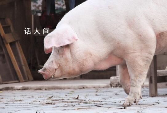 “西南豬王”新希望大撤退 連續3年大舉擴張后迎來了持續虧損