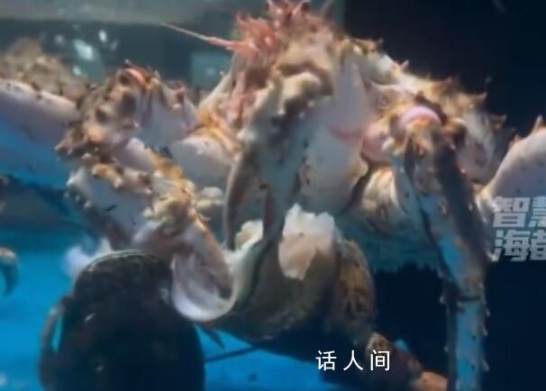 標價799的蟹吃了999的龍蝦 引發關注
