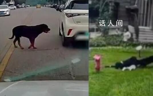 被咬女童家屬請求對黑狗安樂死 家屬可能還會追究小區物業的責任