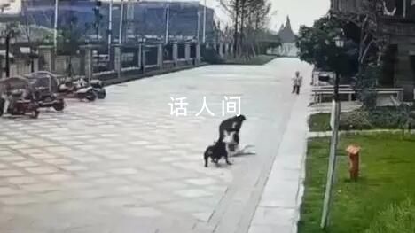 知情人:咬傷女童的狗偷跑出門