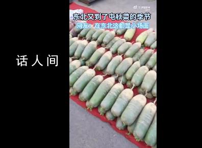 沉浸式圍觀東北傳統囤秋菜 囤秋菜是什么