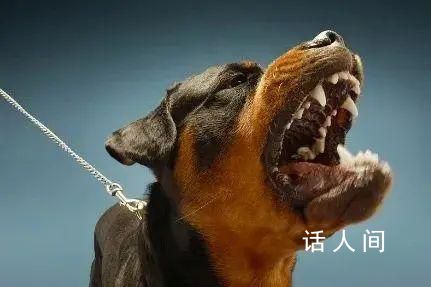 媒體:治狗患的重點在于管住人