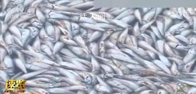 大量沙丁魚涌入日本漁港后集體死亡 密密麻麻鋪滿水面場面駭人