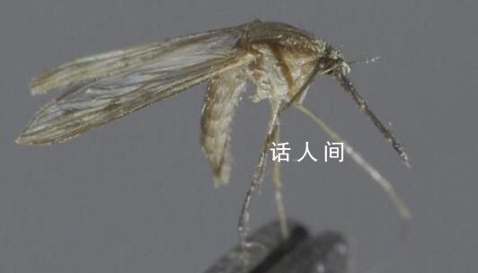專家警告未來(lái)蚊蟲或全年無(wú)休 全球變暖對(duì)所有生物的影響都十分巨大