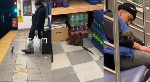 紐約老鼠泛濫成災 這種動物的生存能力太強了