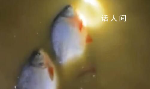 暴雨后男子發(fā)現(xiàn)屋內(nèi)有好幾條大魚 當事人稱自己住一樓魚都抓起來送人了