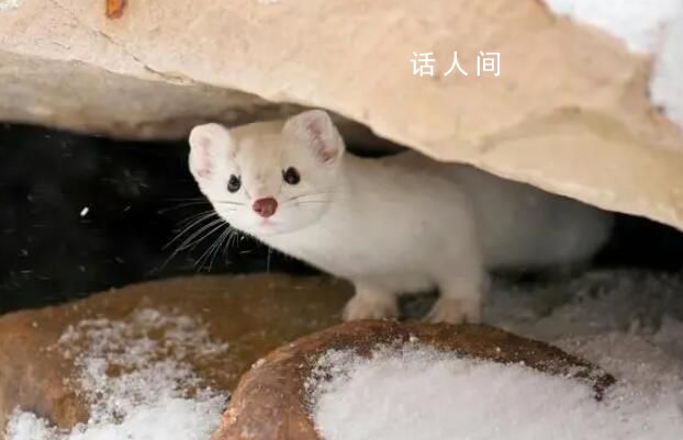 游客在新疆喀納斯拍到超萌白鼬 毛色隨季節不同而變化冬毛全身均為純白色