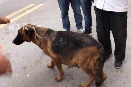 網傳民警上門抓德牧犬 上海通報