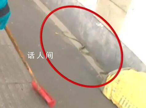 南京人行道上驚現(xiàn)2米長大蛇 發(fā)現(xiàn)野生蛇類立即報警求助切勿自行處理