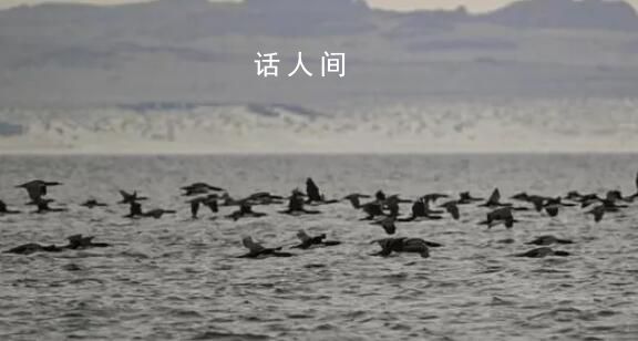 禽流感登陸南極 專家擔(dān)心企鵝滅絕