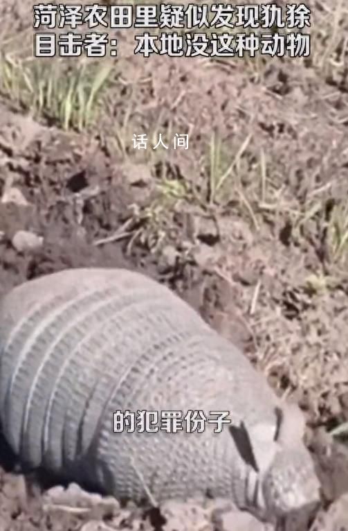 山東菏澤農田里疑似發現美洲犰狳 疑似是不法分子販賣過程中逃脫