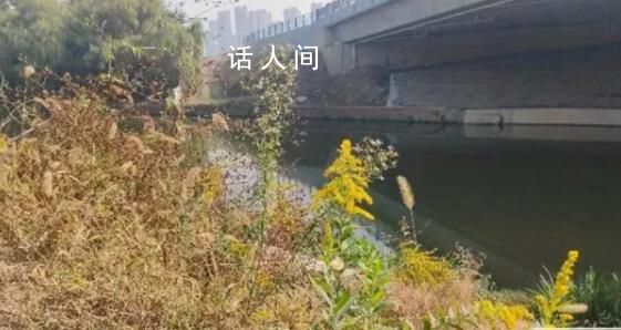 多地已發現“加拿大一枝黃花” 探訪：在四里河岸邊一處發現幾十棵