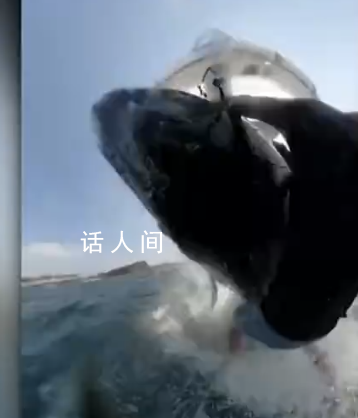 澳大利亞男子沖浪被座頭鯨撞翻 這一幕被沖浪者隨身相機記錄了下來