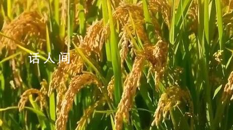 從一碗米飯看糧食品質升級 環環相扣糧食產業集群組團成鏈