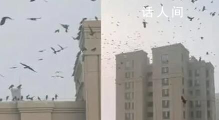 天津一小區上空現大群黑鳥盤旋飛叫 目前正是候鳥秋冬遷徙的季節